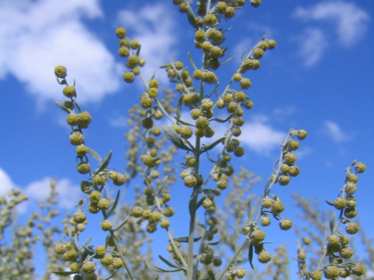 Absinthe Kübler, producteur à Val-de-Travers canton de Neuchâtel en Suisse,  image 2