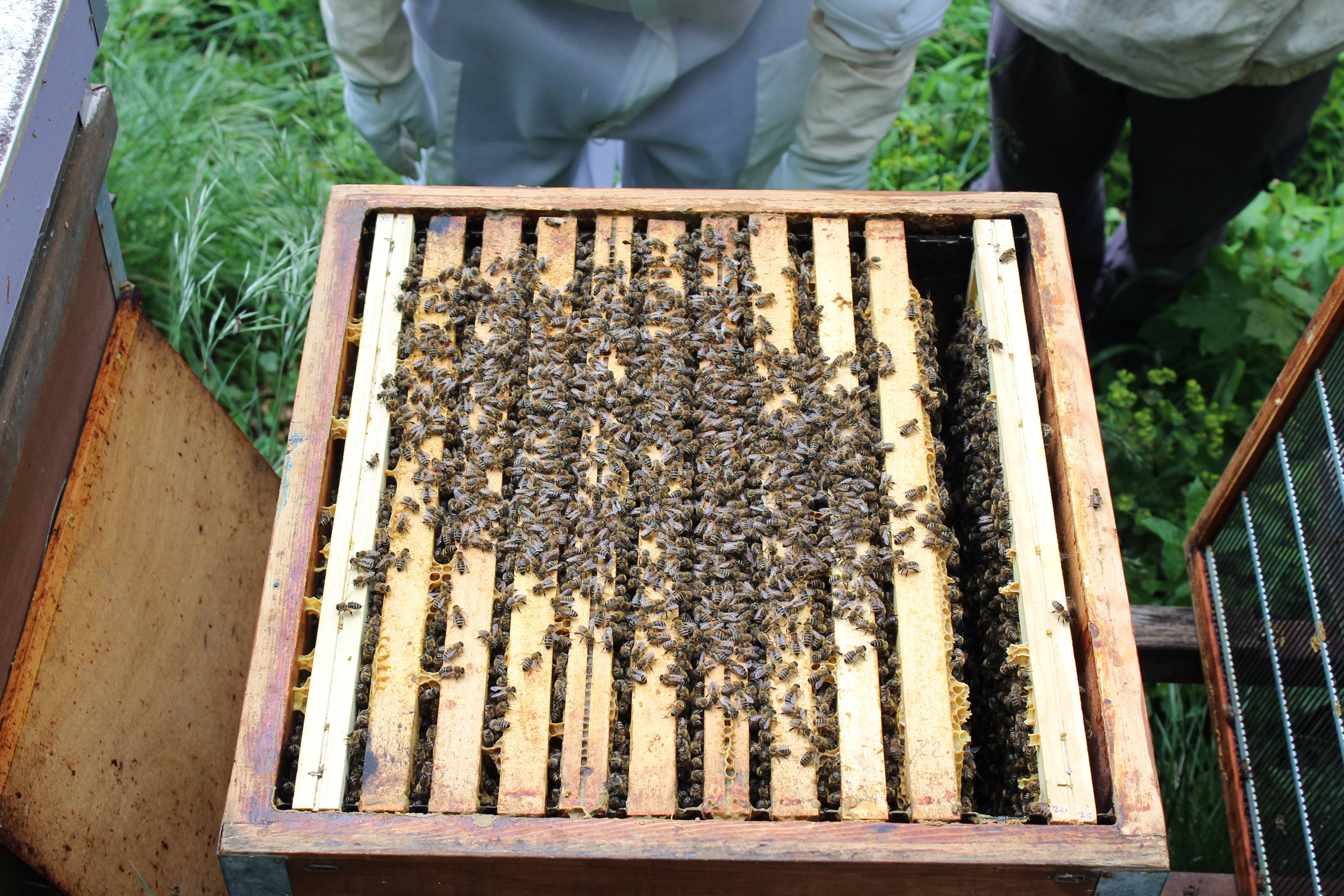 Les Avelyes de Fermens, producteur à Hautemorges canton de Vaud en Suisse,  image 5