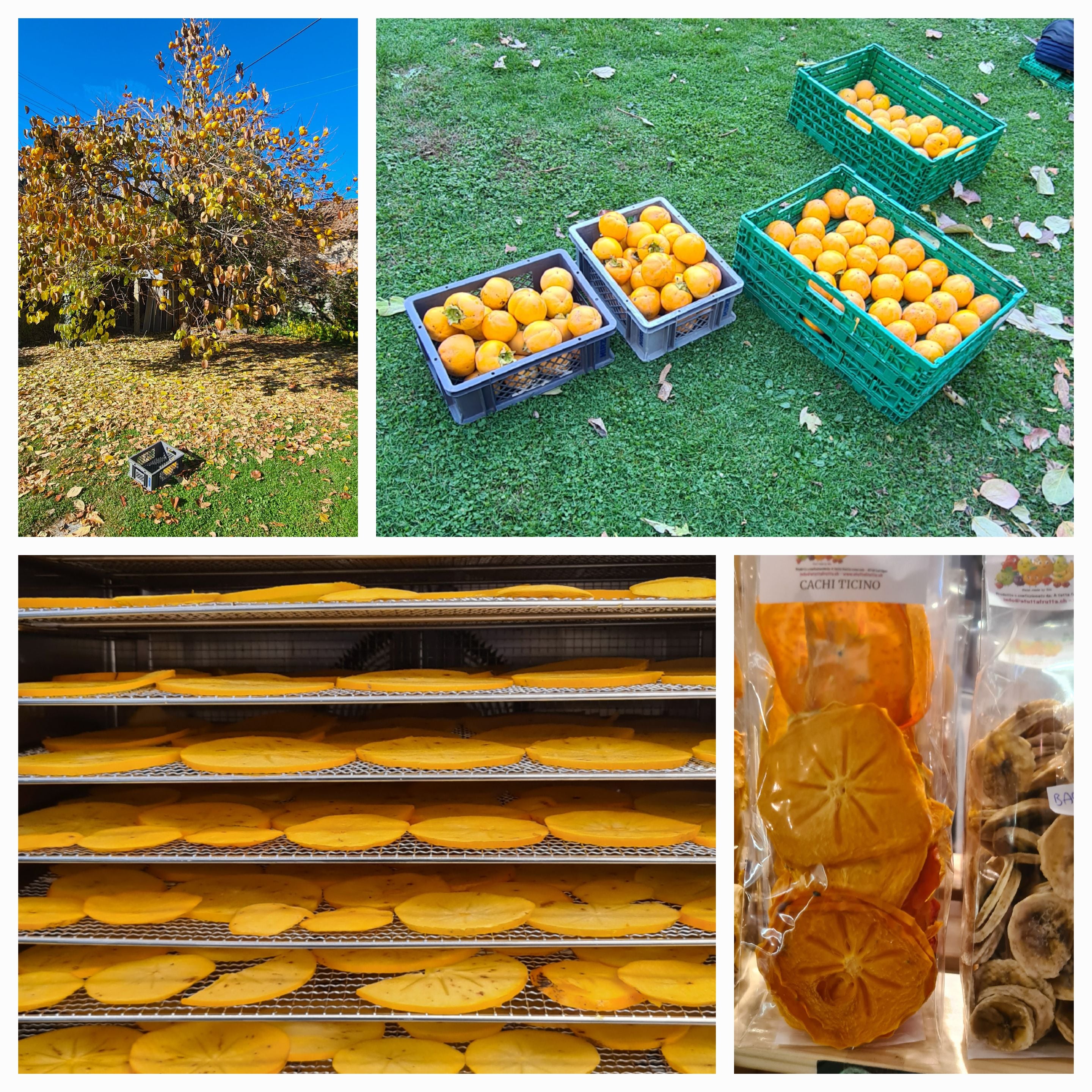 A tutta frutta e non solo, Produzent in Lottigna Kanton Tessin in der Schweiz,  Bild 7