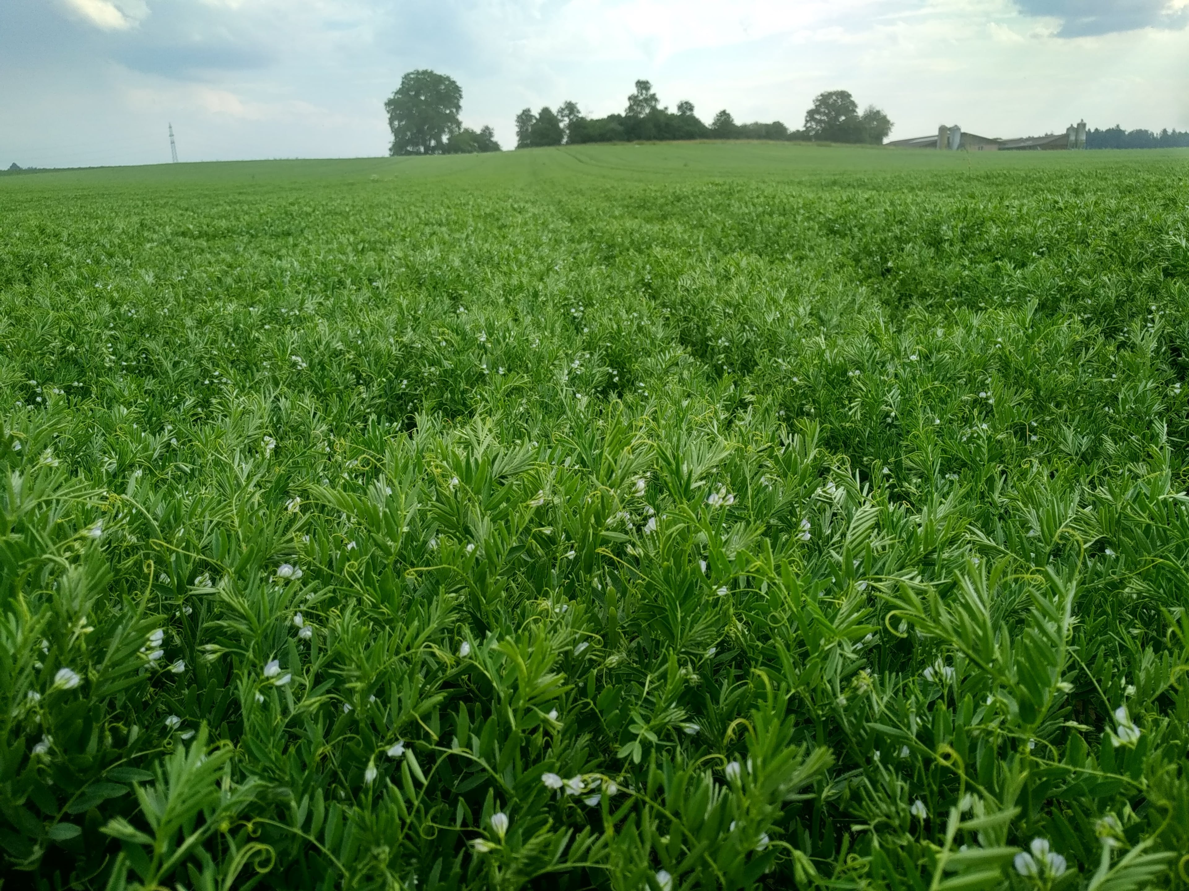 Hauert's Kartoffeln & Linsen, producteur à Niederösch canton de Berne en Suisse,  image 10