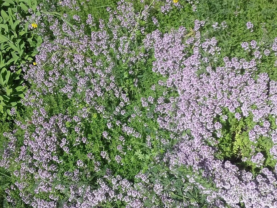 Vitaflore, producteur à Grimisuat canton de Valais en Suisse,  image 3