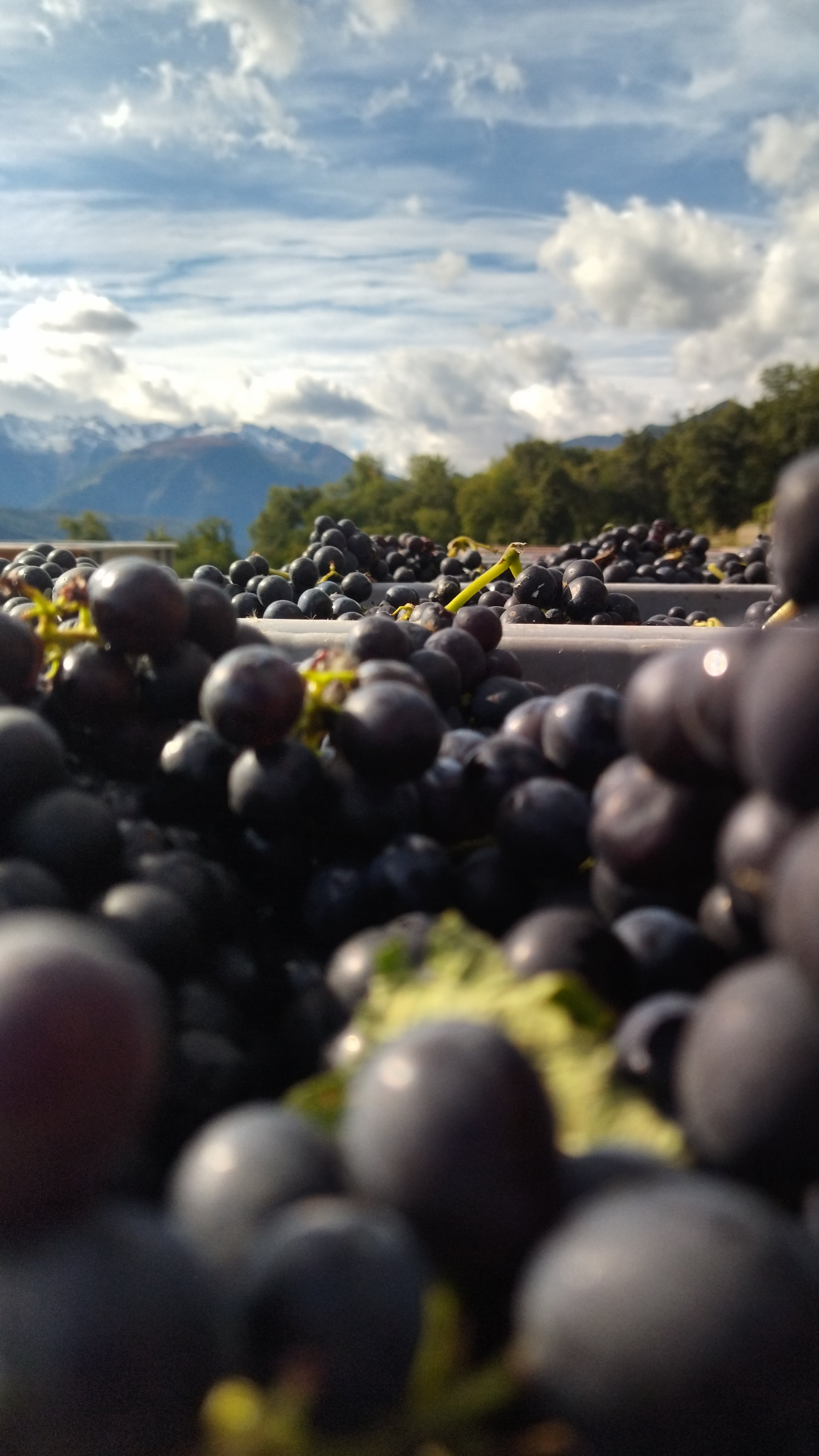 Domaine du trèfle  , producteur à Riddes canton de Valais en Suisse,  image 4