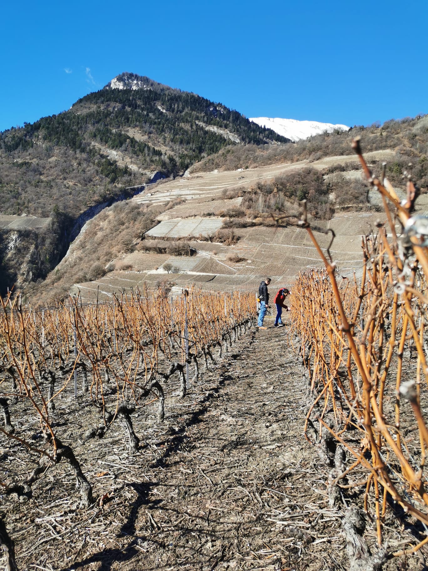 Domaine du trèfle  , producteur à Riddes canton de Valais en Suisse,  image 5
