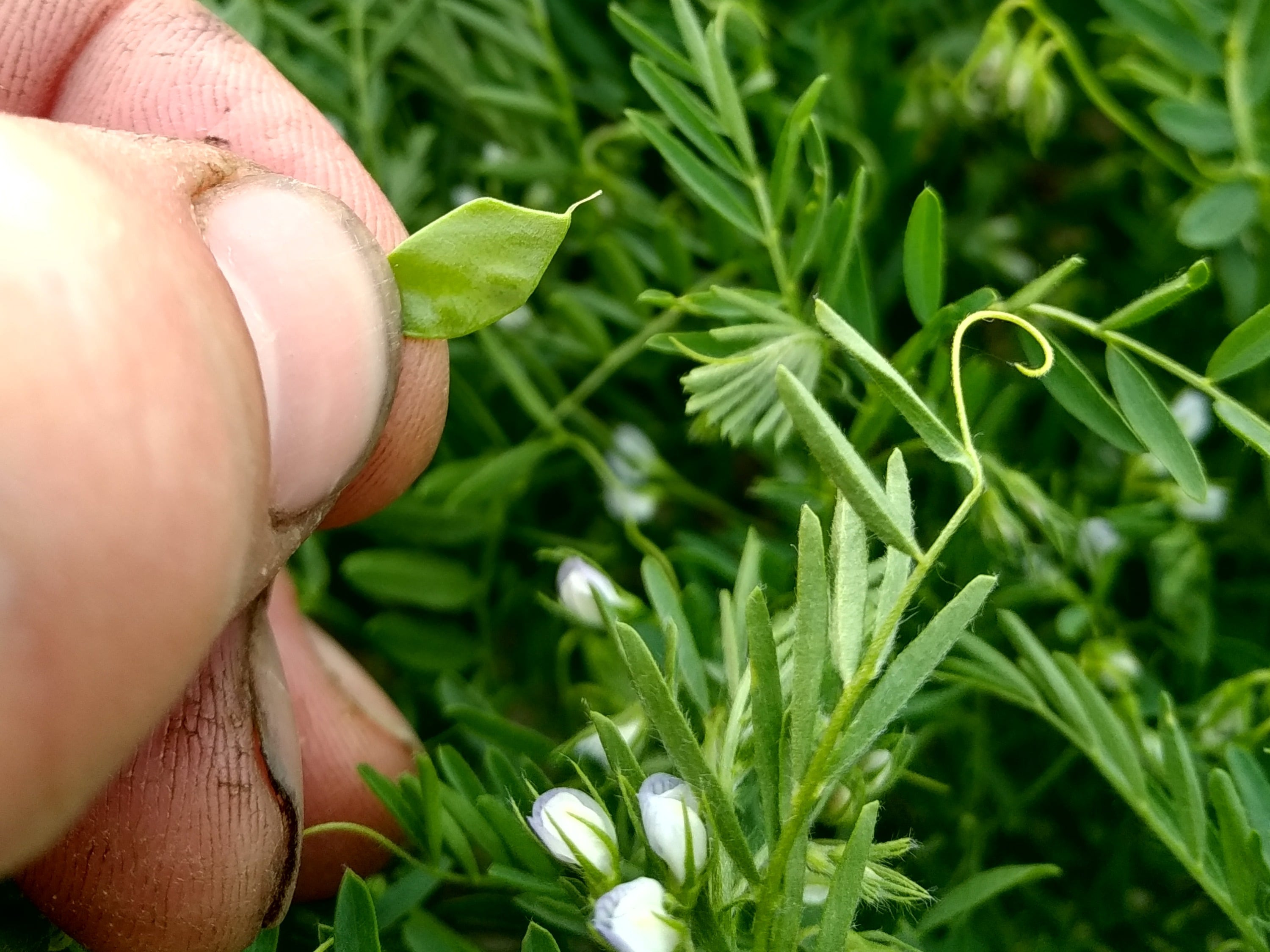 Hauert's Kartoffeln & Linsen, producteur à Niederösch canton de Berne en Suisse,  image 12