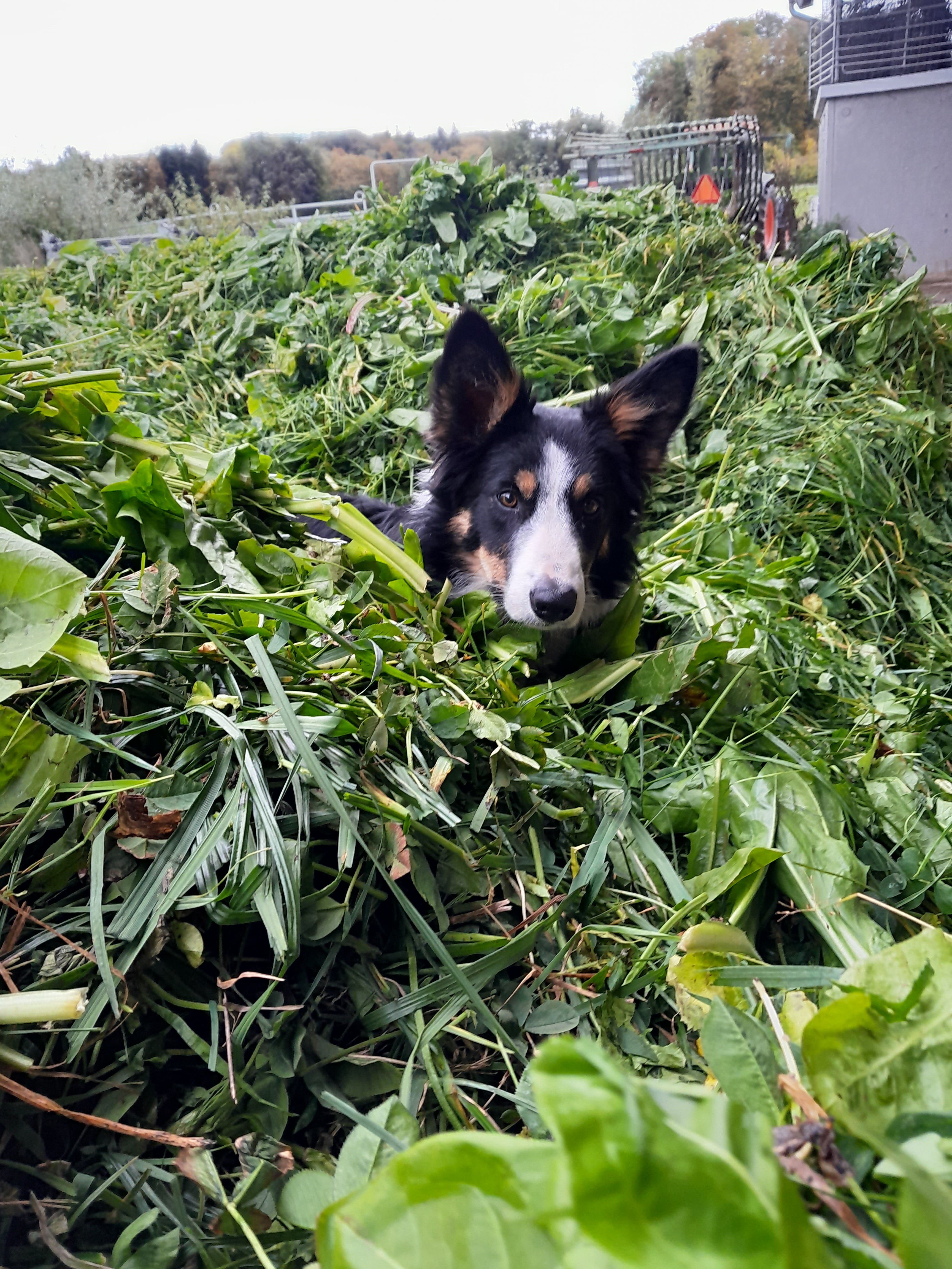 Biolandbau Guggenbüel  Hofladen , produttore nel Illnau-Effretikon canton Zurigo in Svizzera,  foto 10
