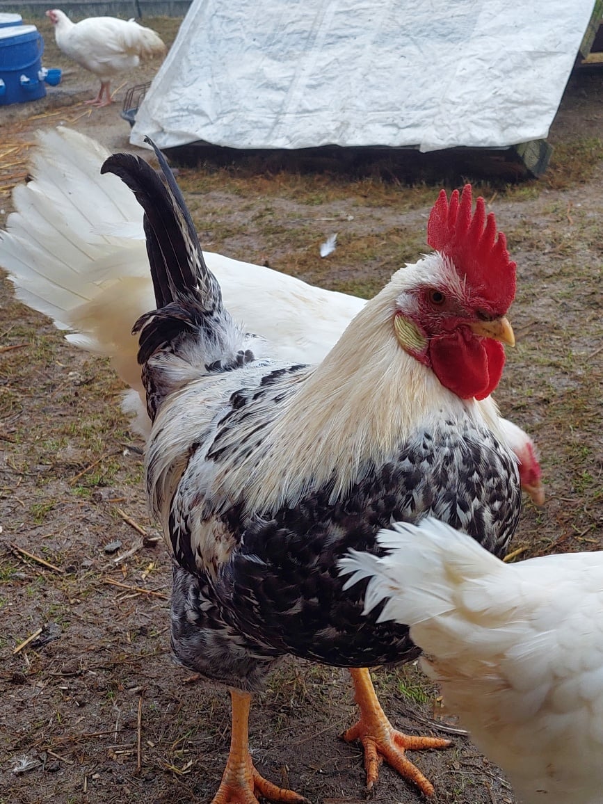 Federfarm, producteur à Murten canton de Fribourg en Suisse,  image 2