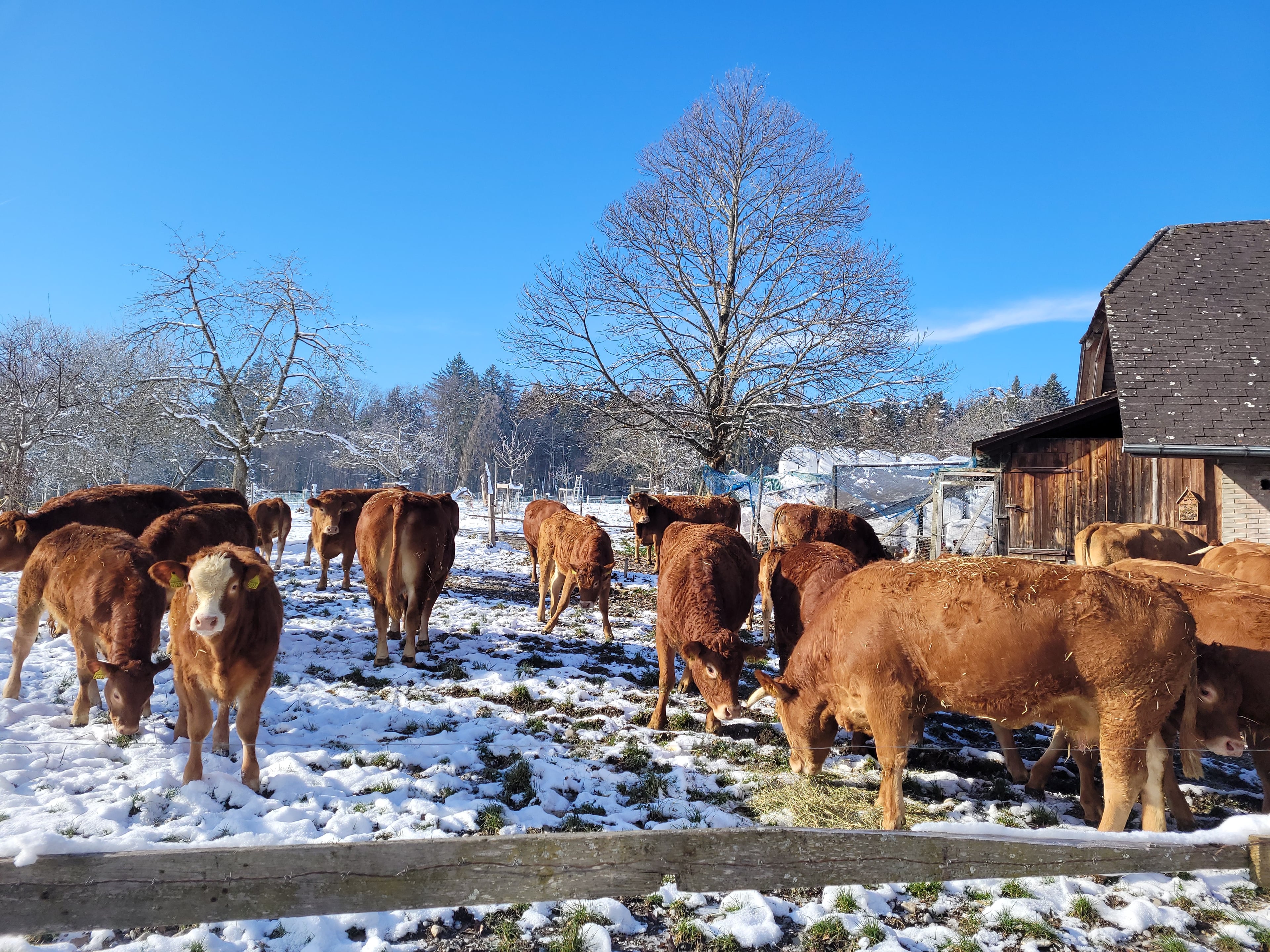Biohof Lochholz, producteur à Murzelen canton de Berne en Suisse,  image 8