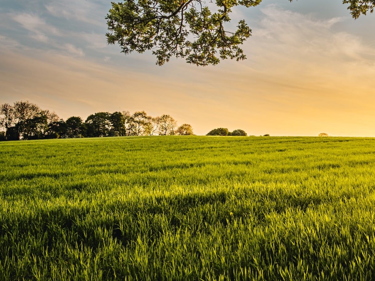 Mimelis - Maraîcher, produttore nel Carouge canton Ginevra in Svizzera,  foto 2
