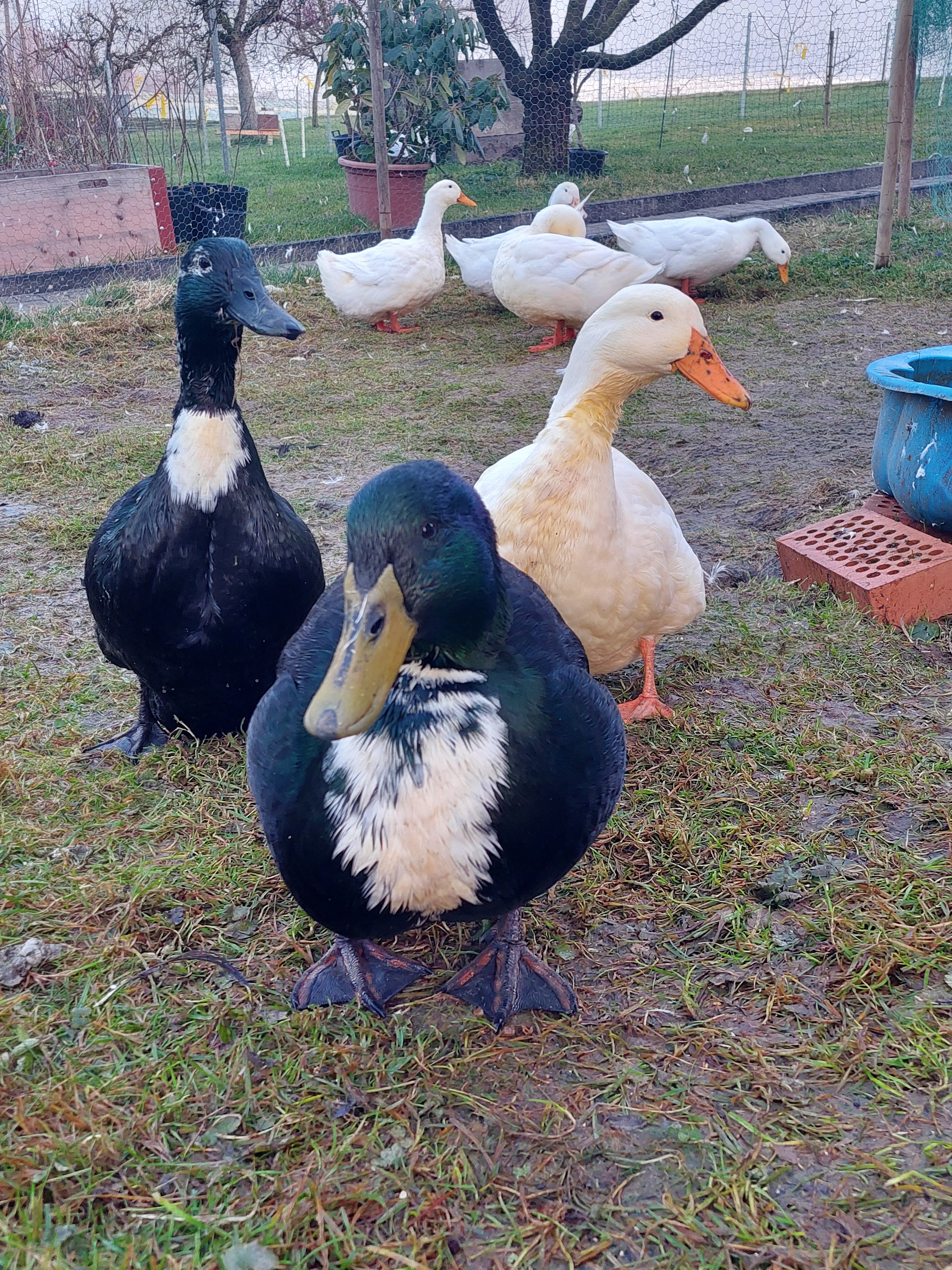 Federfarm, producteur à Murten canton de Fribourg en Suisse,  image 3