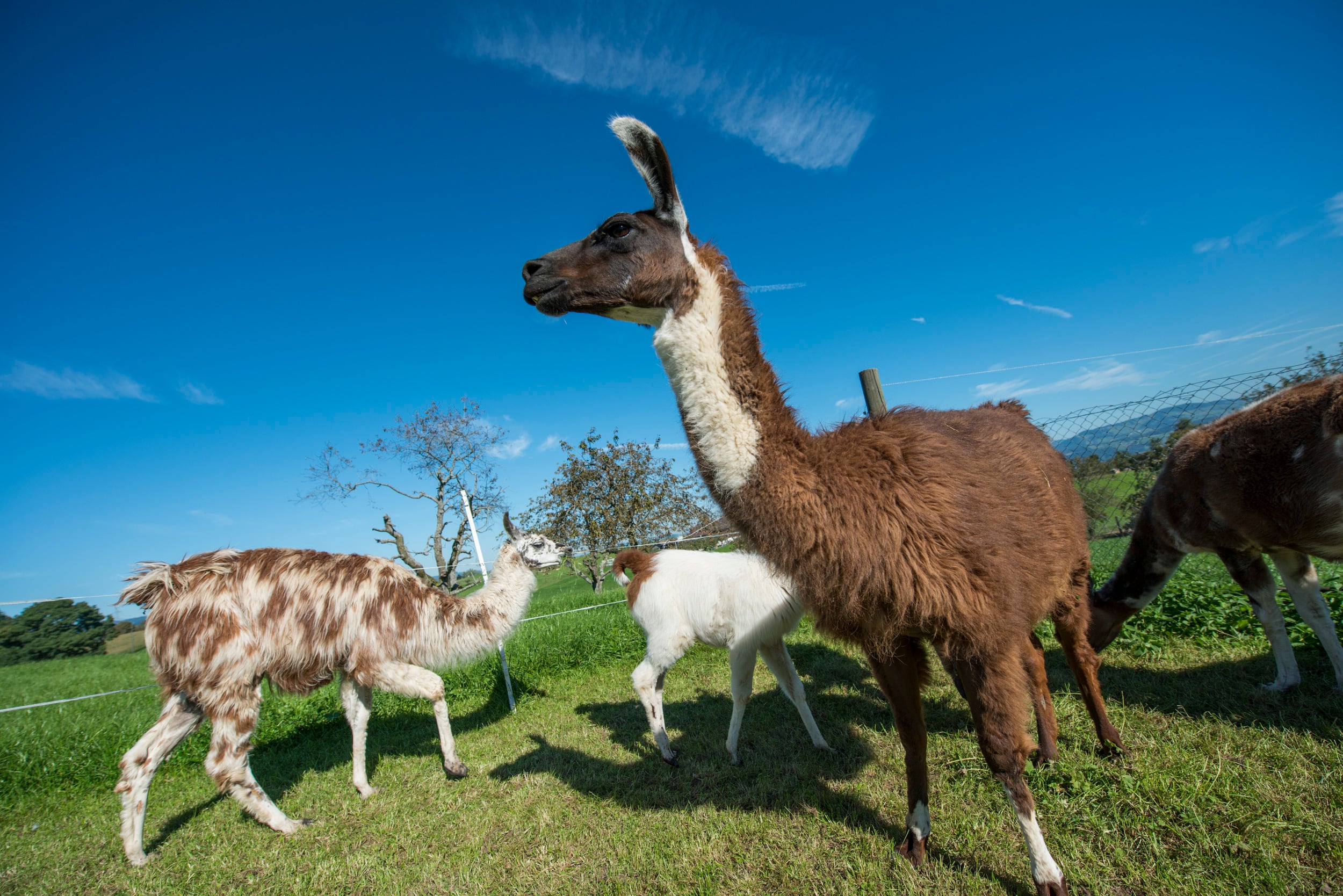 Natura-Handwerk, producteur à Uebeschi canton de Berne en Suisse,  image 2