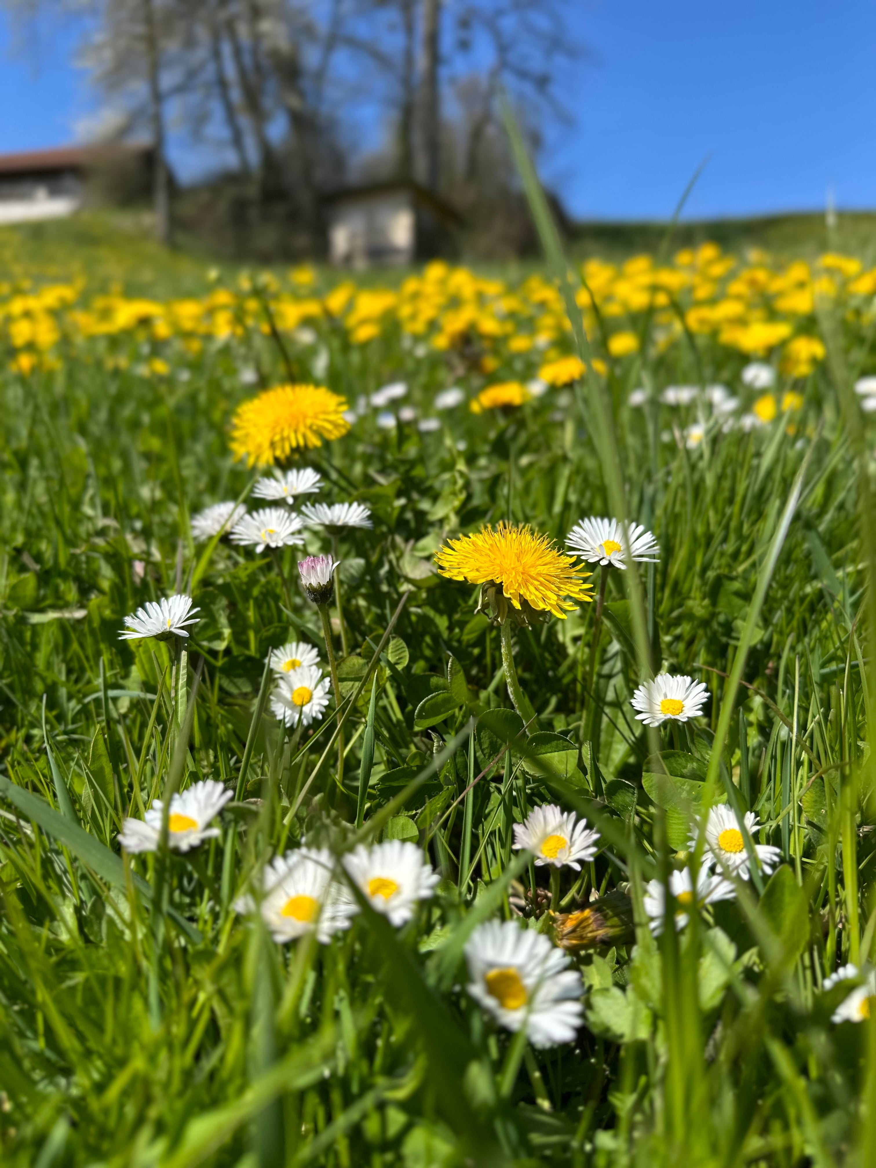 Malika, producteur à Wil canton de Saint-Gall en Suisse,  image 7