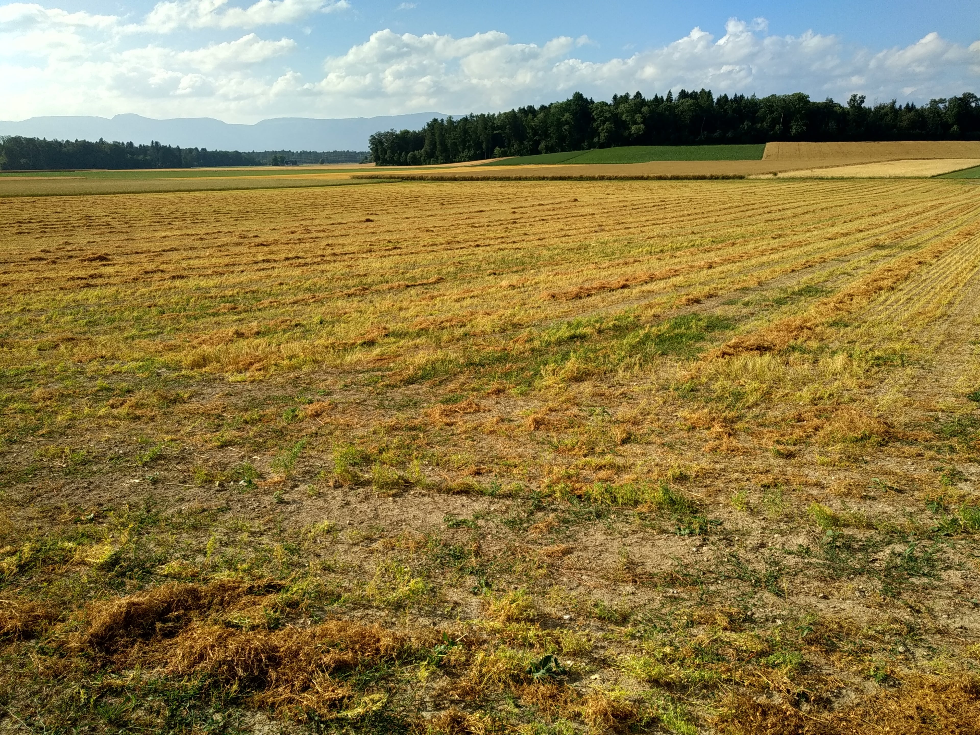 Hauert's Kartoffeln & Linsen, producteur à Niederösch canton de Berne en Suisse,  image 14