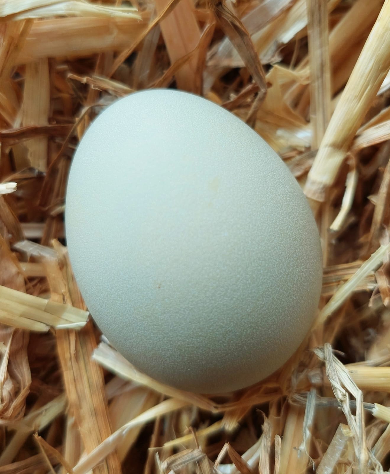 Hühnerei (olivgrün), Federfarm, Murten, image 1 | Mimelis