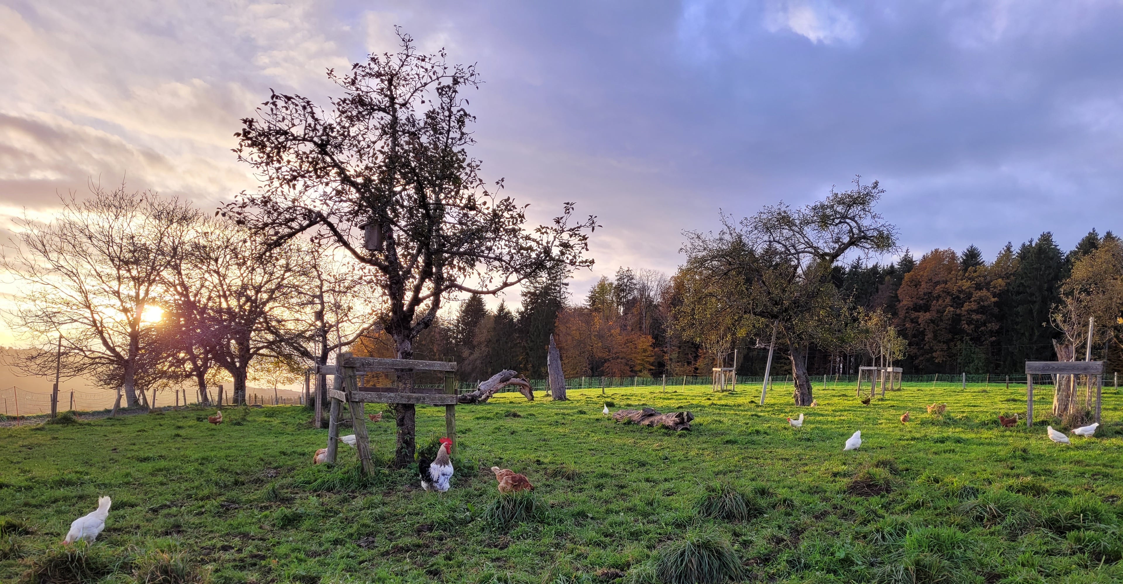 Biohof Lochholz, producteur à Murzelen canton de Berne en Suisse,  image 6