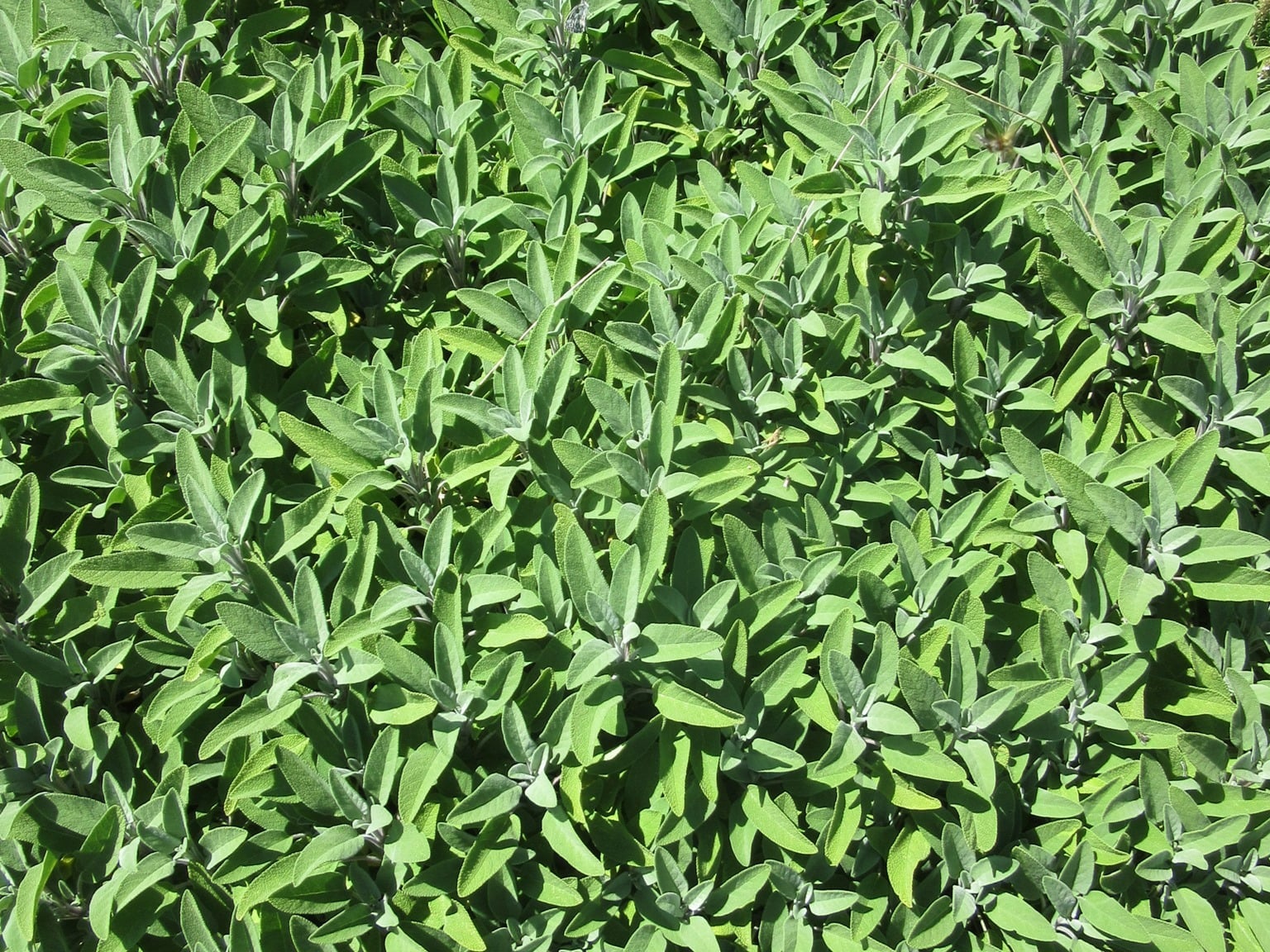 Vitaflore, producteur à Grimisuat canton de Valais en Suisse,  image 5