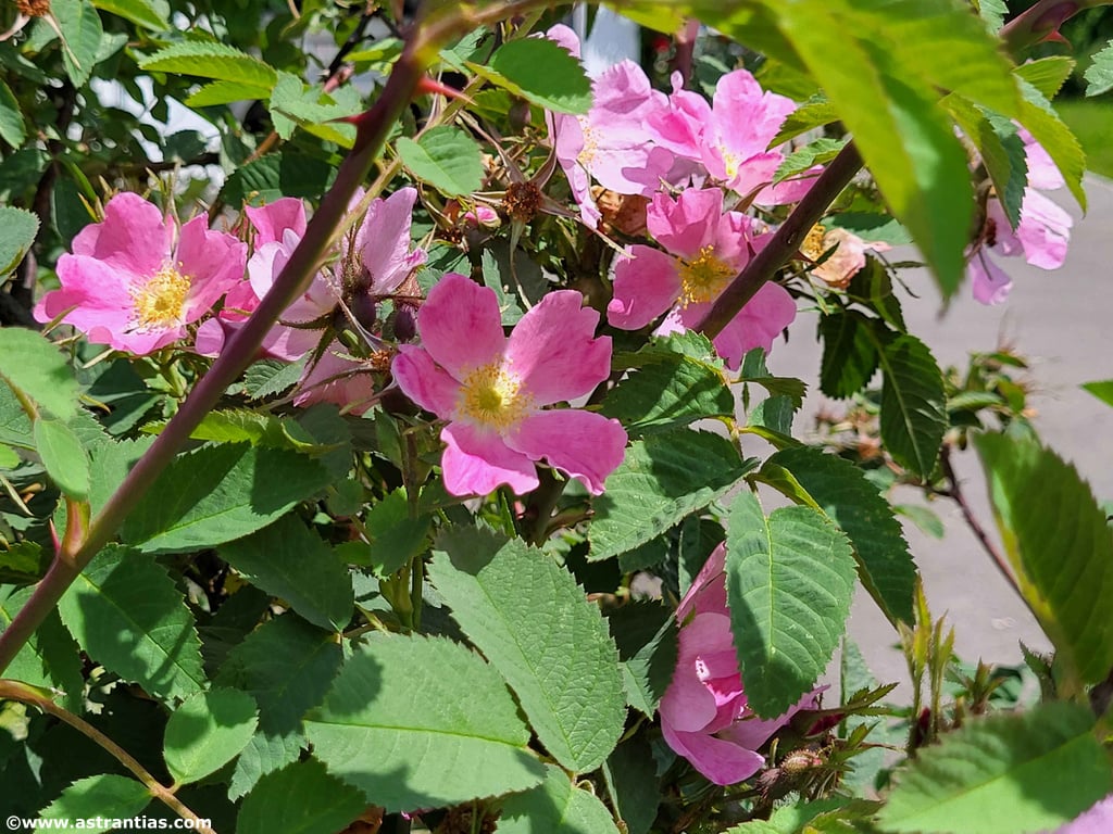 Bio-Gärtnerei AstrantiAs, producteur à Schindellegi canton de Schwytz en Suisse,  image 6