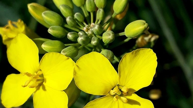 Savonnerie NEPTUNE, producteur à Crésuz canton de Fribourg en Suisse,  image 6