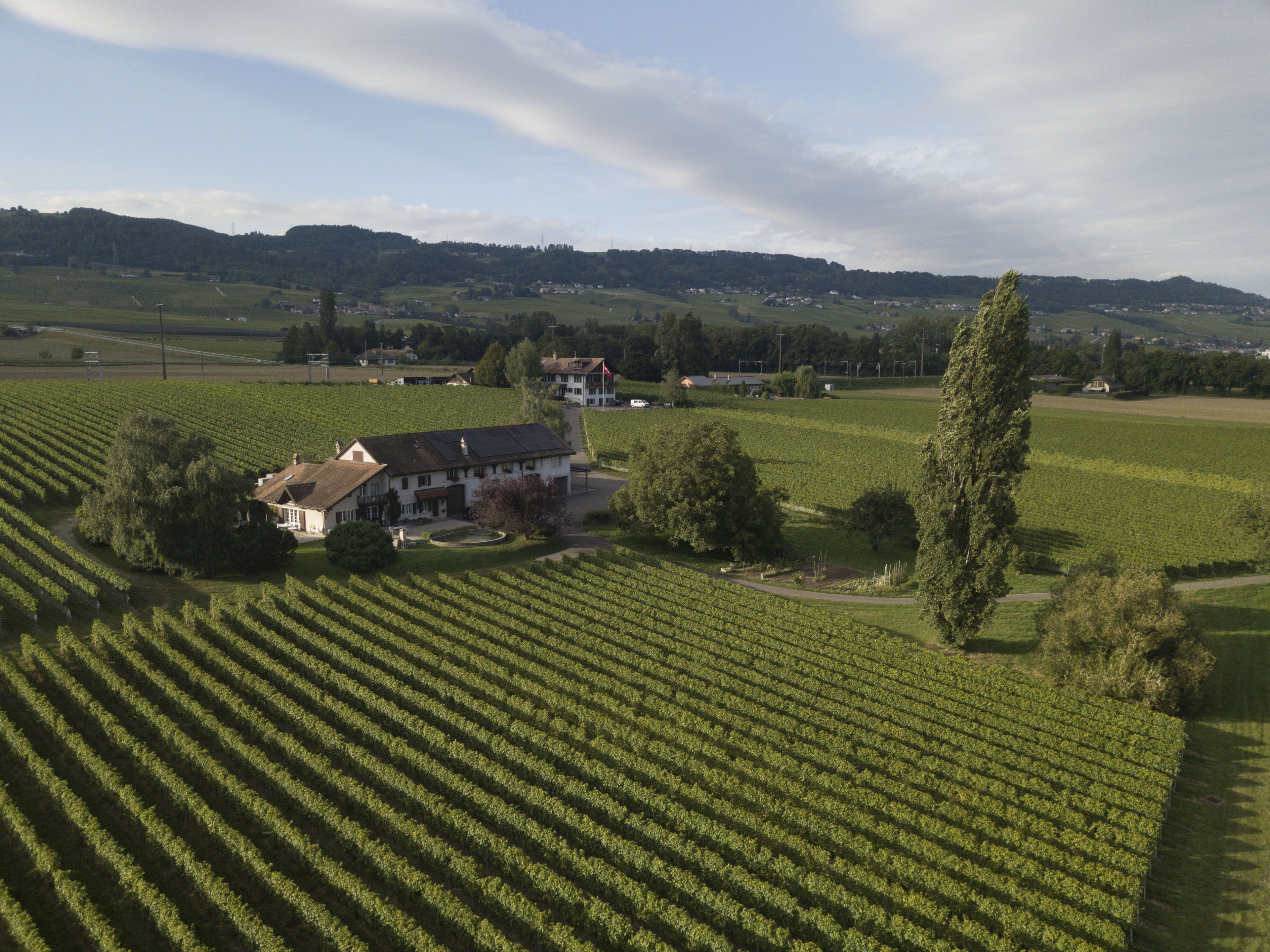 Domaine de la Dolle, producteur à Rolle canton de Vaud en Suisse,  image 4