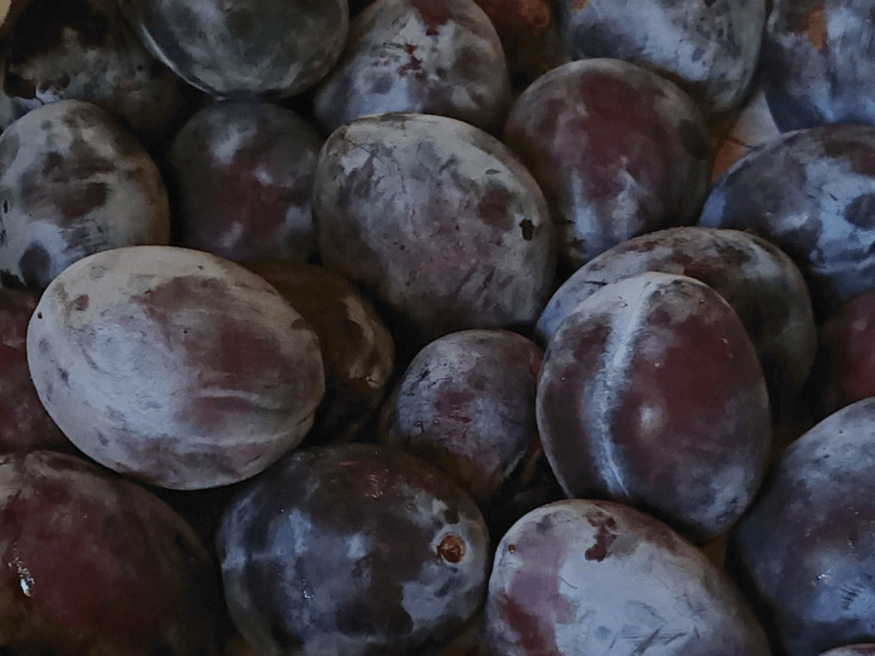 C'doux, producteur à Saint-Prex canton de Vaud en Suisse,  image 12