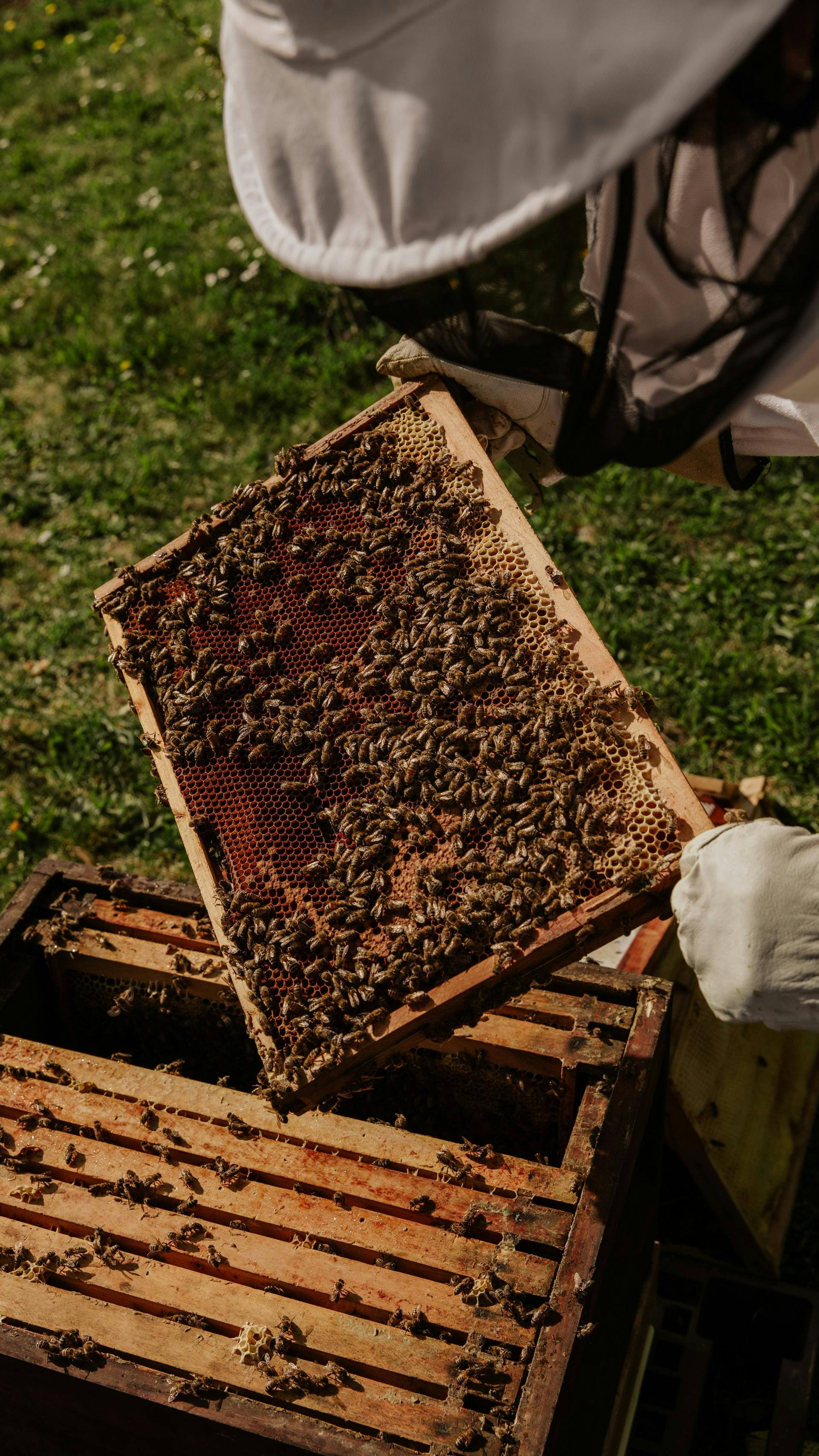 Starten, verwalten und erweitern Sie Ihr Honiggeschäft