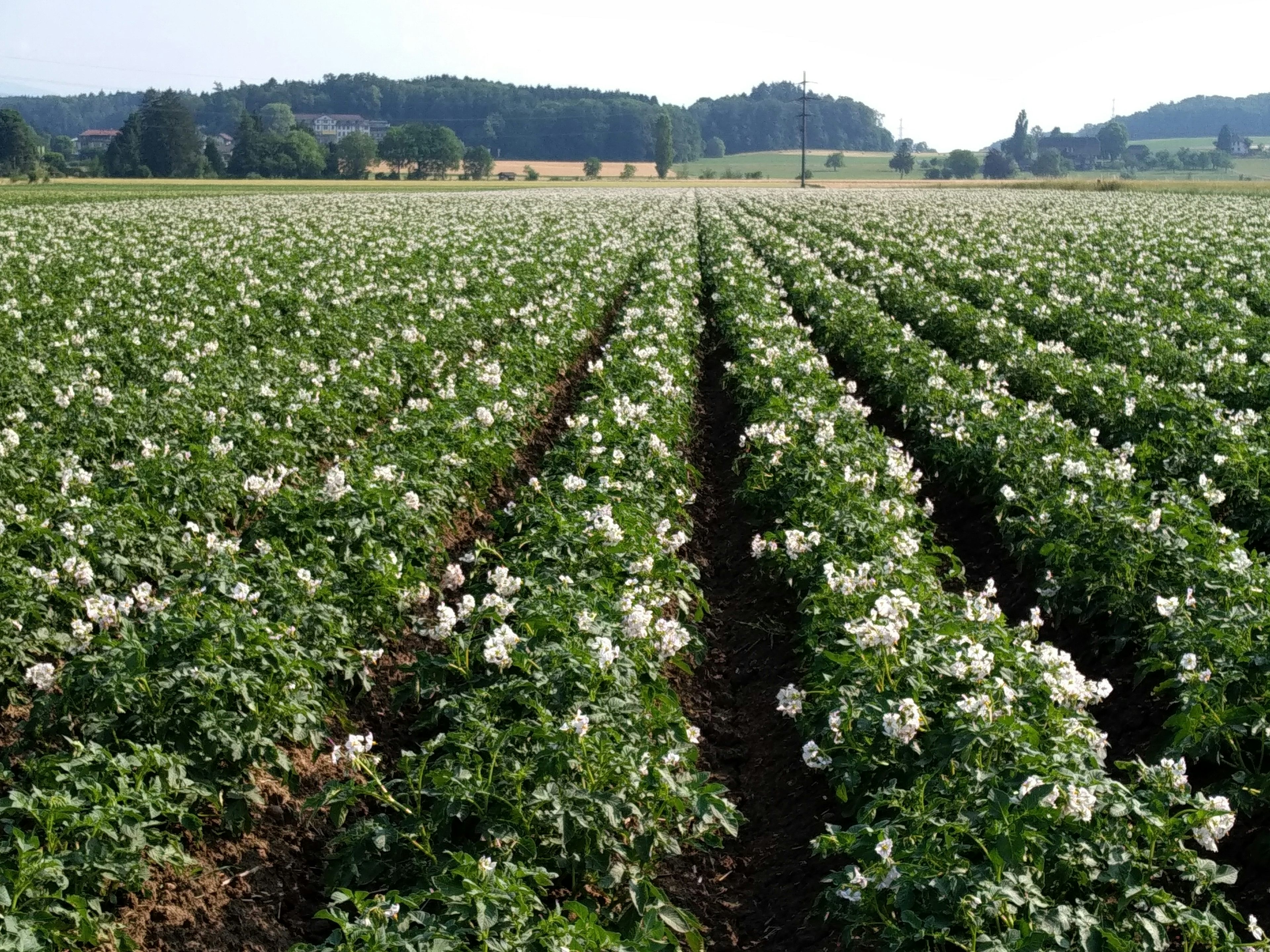 Hauert's Kartoffeln & Linsen, Produzent in Niederösch Kanton Bern in der Schweiz,  Bild 2
