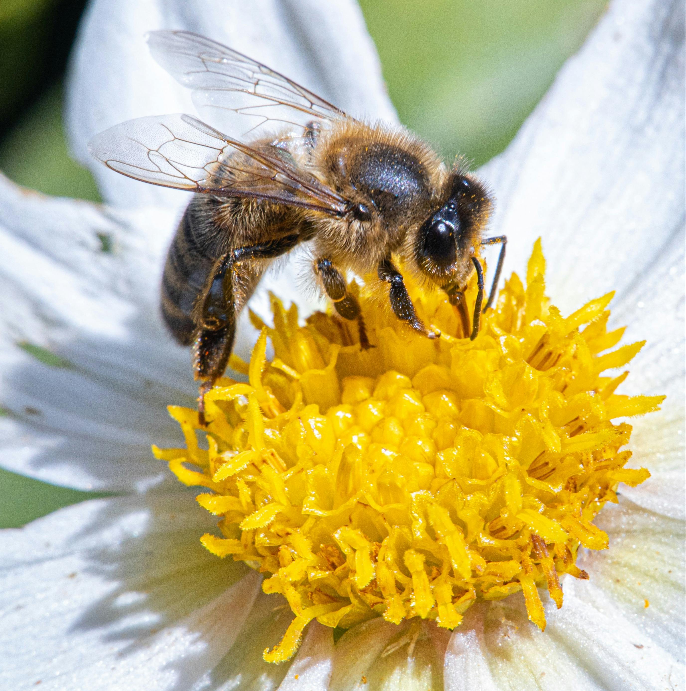 abeille | Mimelis | Suisse