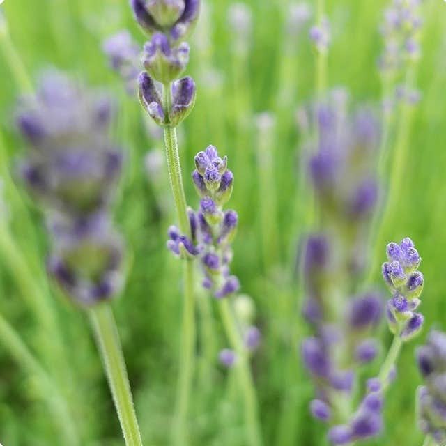 Lavendel und weiße Tonseife - bio image 3