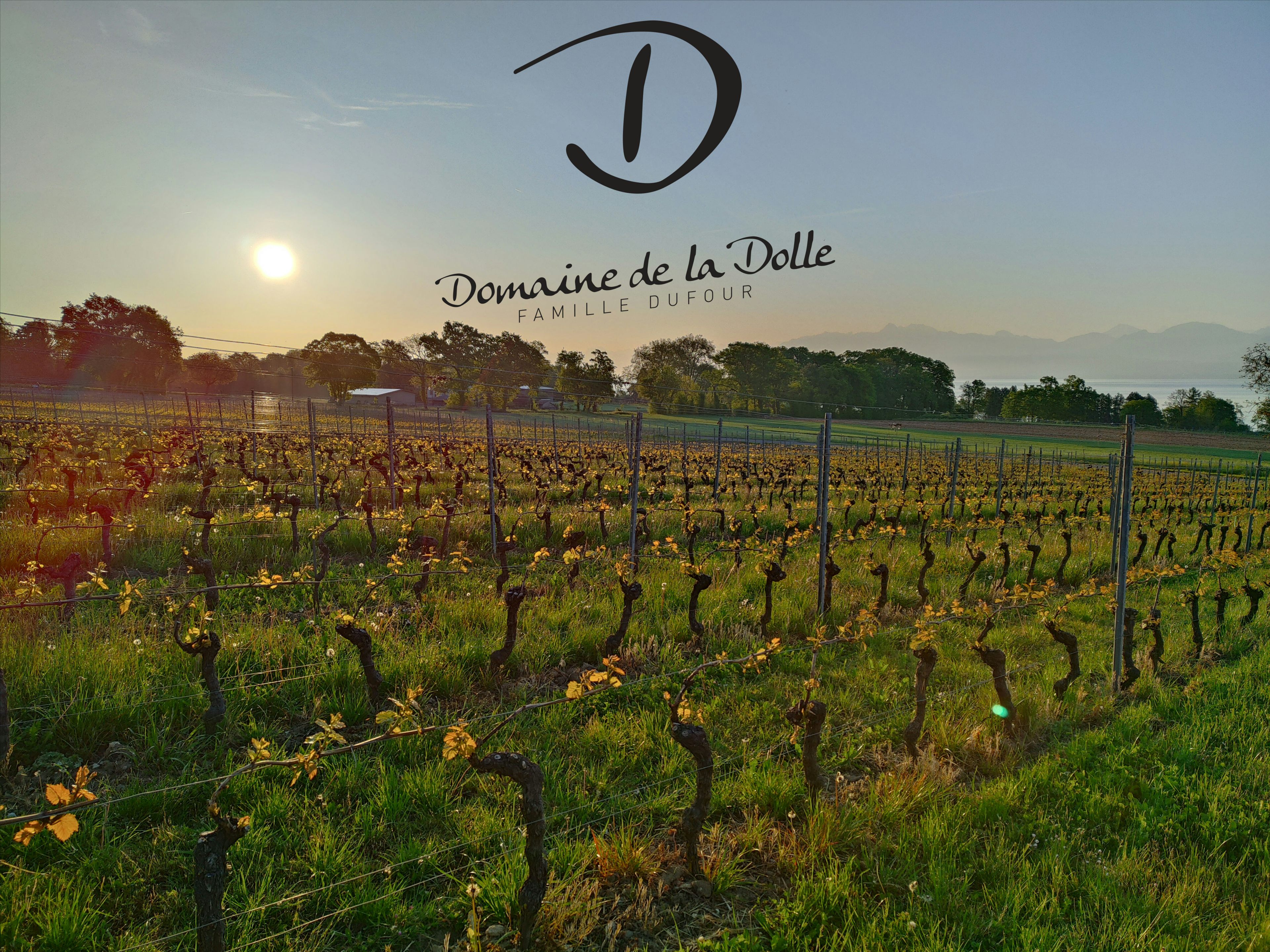 Domaine de la Dolle, producer in Rolle canton of Vaud in Switzerland,  picture 2