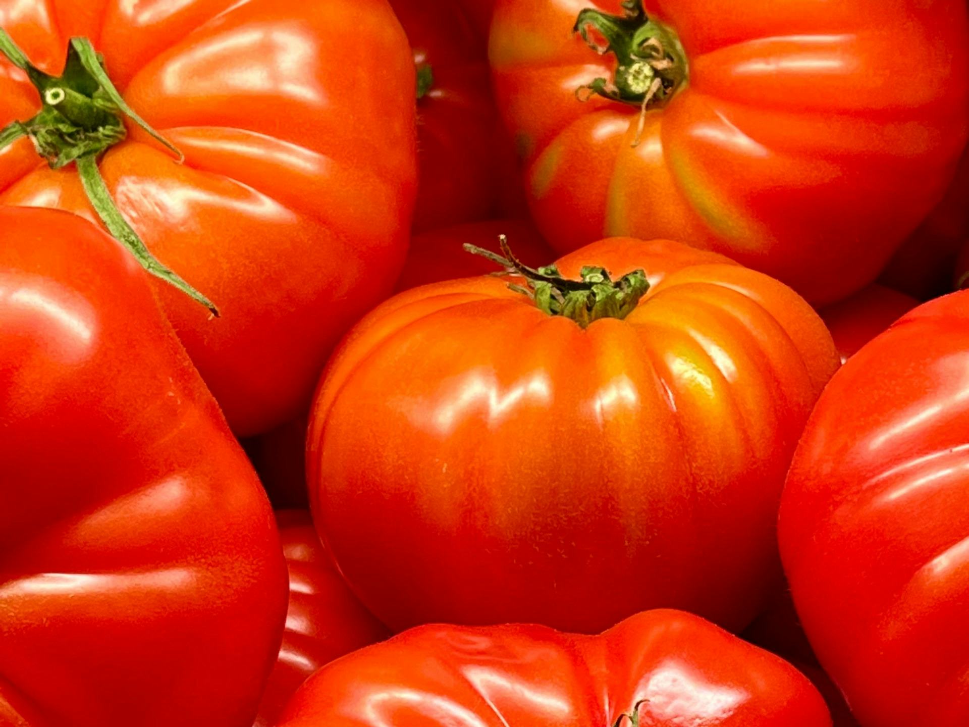 Tomates Charnue Bio