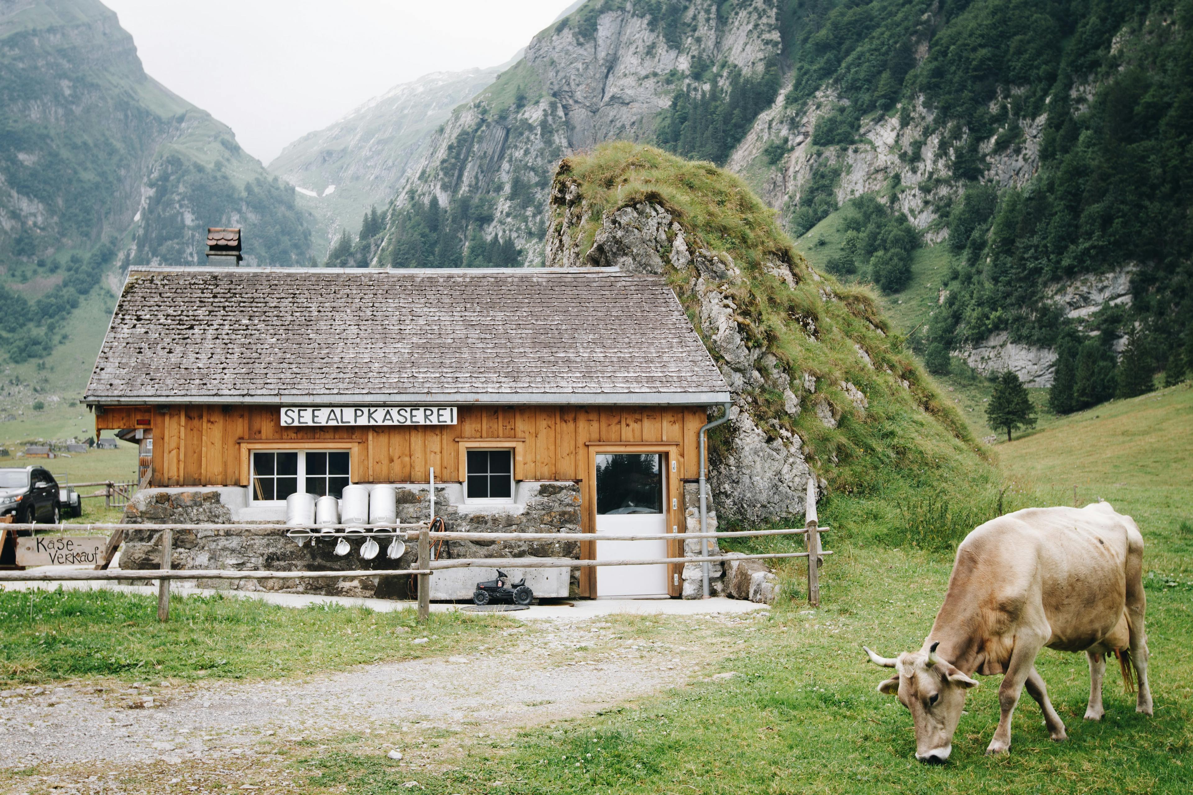 Wie kann man Schweizer Produzenten auf Mimelis einfach suchen und finden?