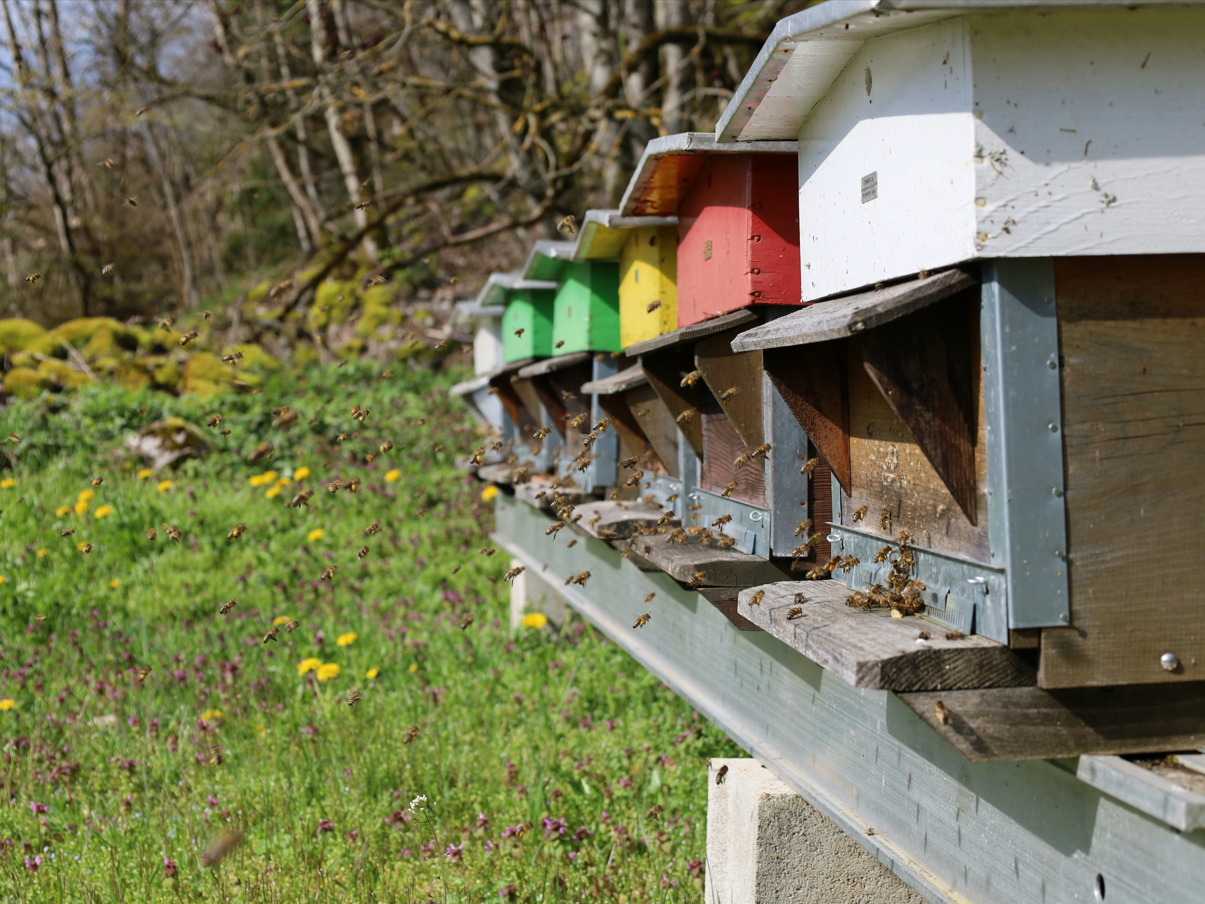 Benu's Bees, Produzent in Val-de-Ruz Kanton Neuenburg in der Schweiz, Bild 0