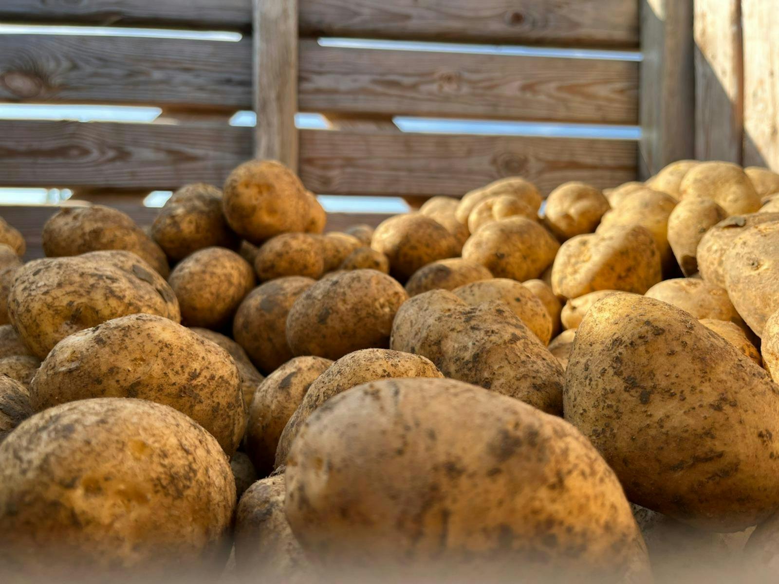 Pommes de terre farineuses 20kg, produit artisanal en vente directe en Suisse