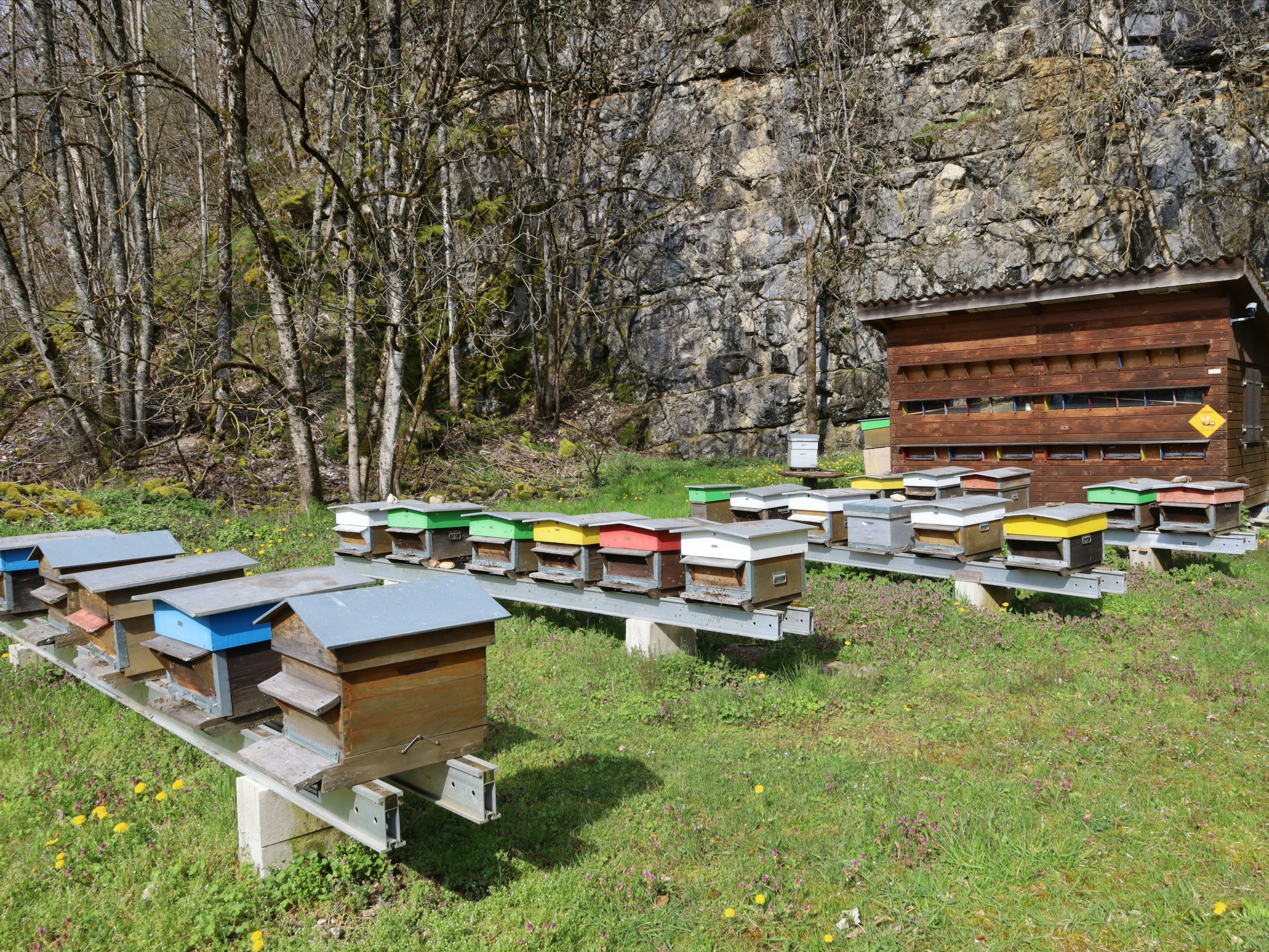Benu's Bees, produttore nel Val-de-Ruz canton Neuchâtel in Svizzera,  foto 2