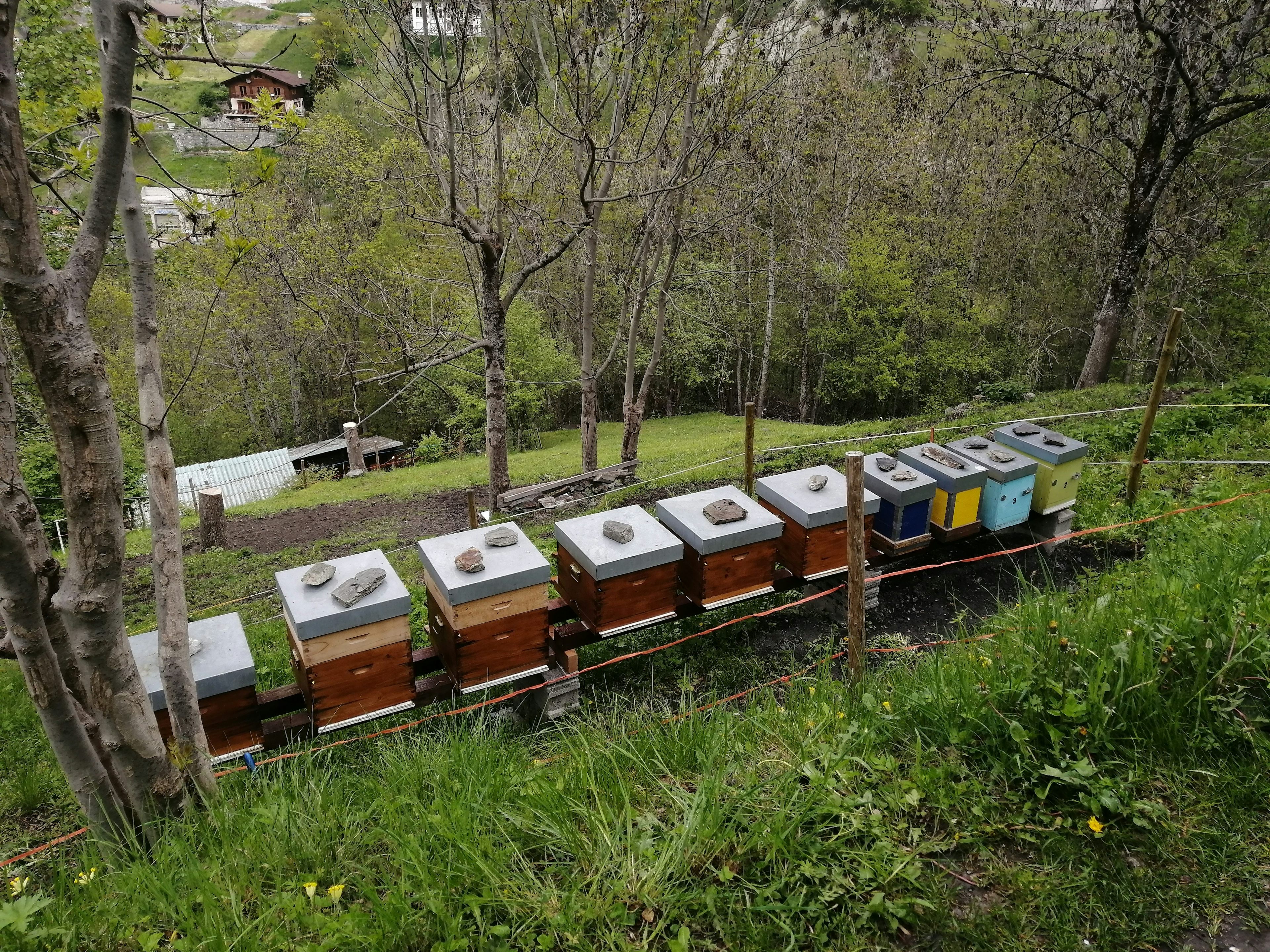 Merveilleuses abeilles , produttore nel Sion canton Vallese in Svizzera,  foto 3