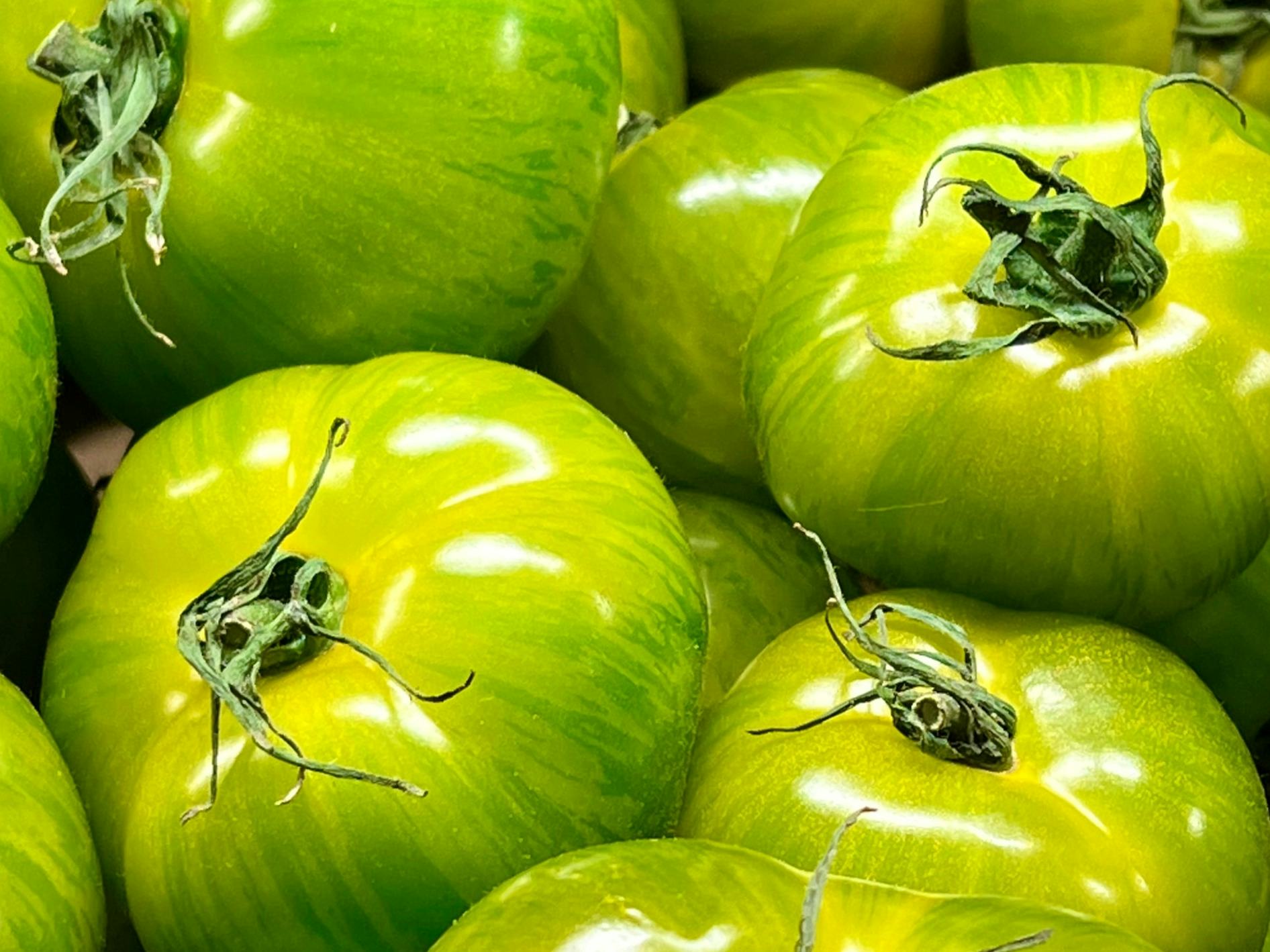 Organic Green Zebra Tomatoes, Mimelis - Maraîcher, Carouge, image 1 | Mimelis
