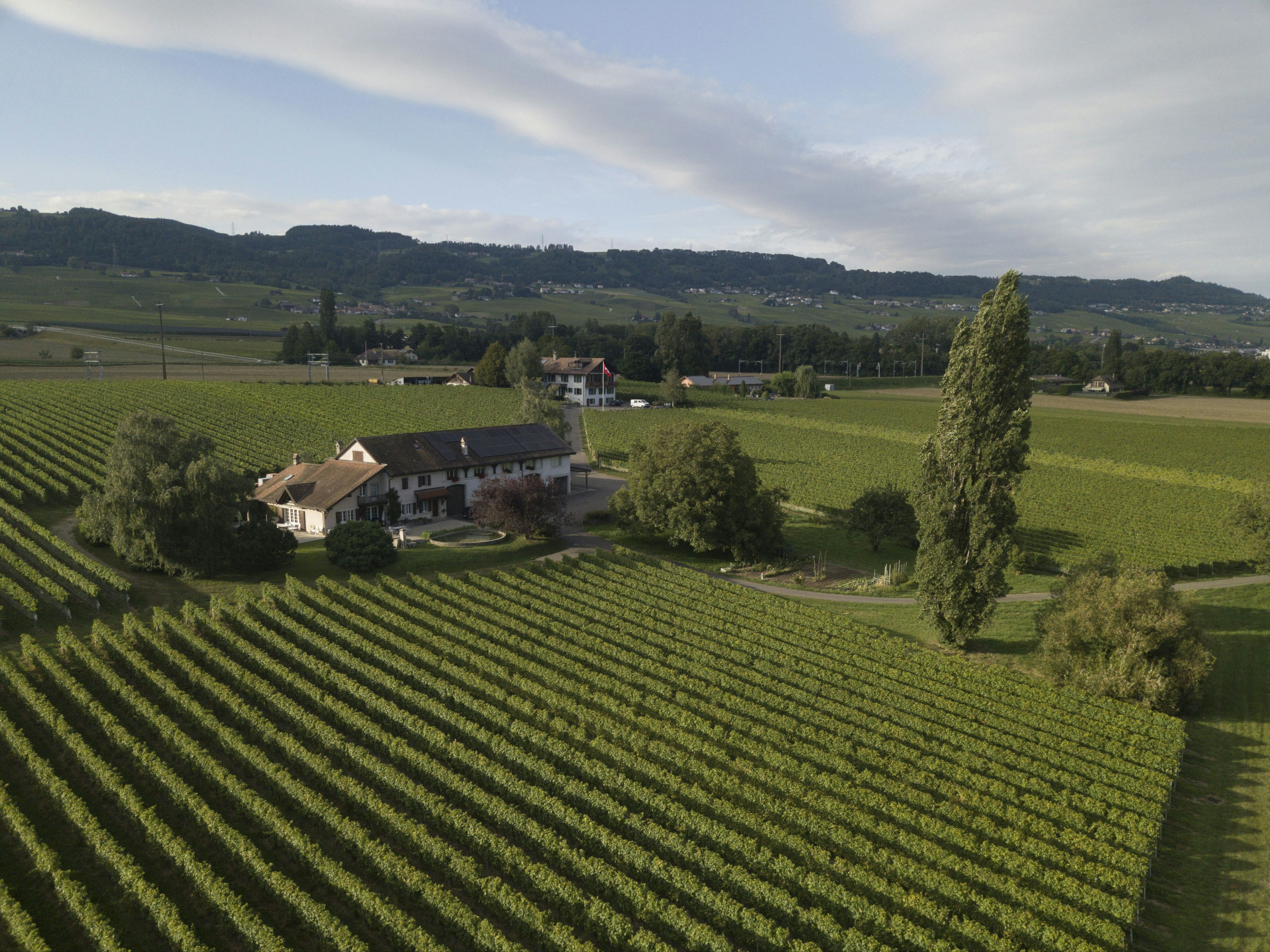 Domaine de la Dolle, producer in Rolle canton of Vaud in Switzerland,  picture 4